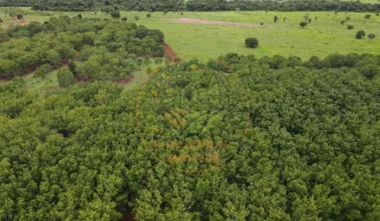 EXCELENTE FAZENDA EM  LAGOA DA CONFUSÃO - TOCANTINS FA00139
