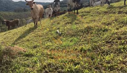LINDO SÍTIO COM  PASTO E CURRAL EM POUSO ALEGRE MG - ST00123