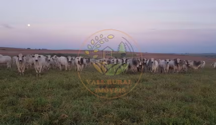 RARIDADE! MARAVILHOSA FAZENDA DE 1.172 ALQUEIRES COM FÁBRICA DE RAÇÃO E PISTA DE POUSO EM SP! FA00102