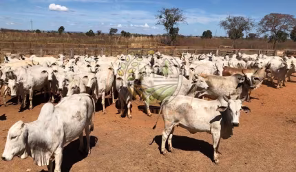 EXCELENTE FAZENDA DE 13.958 HECTARES SENDO PORTEIRA FECHADA EM GOIÁS! FA00097