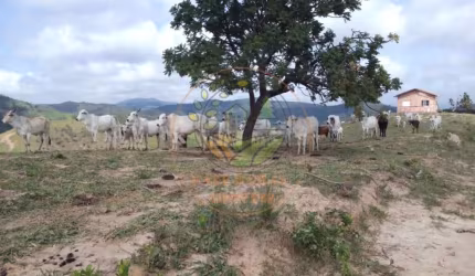 OPORTUNIDADE! EXCELENTE ÁREA RURAL PARA FAZENDA COM 40 ALQUEIRES! AR00029