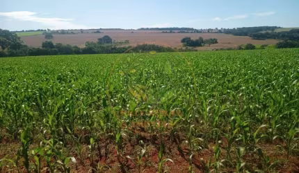 EXCELENTE FAZENDA DE 69 ALQUEIRES EM PIRACANJUBA DE GOIÁS  FA00194