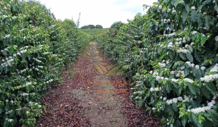FAZENDA DE CAFÉ COM 239 HECTARES DE ÁREA NA REGIÃO DE LAVRAS - MG  FA00210