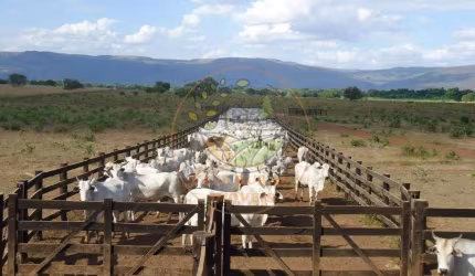 EXCELENTE! FAZENDA DE DUPLA APTIDÃO EM FLORES DE GOIÁS - GO  FA00227