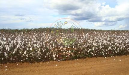 FAZENDA DE 15.912 HECTARES NO MATO GROSSO  FA00240