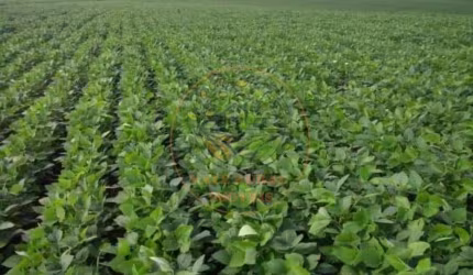 FAZENDA 1.238 HECTARES NA REGIÃO DE CAPITÓLIO EM MINAS GERAIS!  FA00246