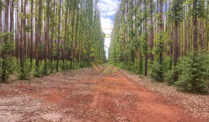 EXCELENTE! FAZENDA DE EUCALIPTO NO INTERIOR DE BELO HORIZONTE - MG  FA00271