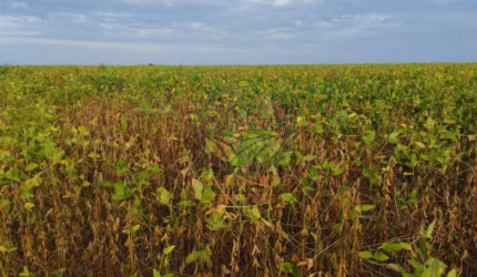 EXCELENTE FAZENDA DE 2.830 HECTARES EM TOCANTINS COM LAVOURA DE MILHO E SOJA  FA00284