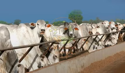 EXCELENTE FAZENDA DE 1.473 ALQUEIRES EM GOIÁS, PORTEIRA FECHADA  FA00287