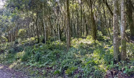 Área de terras à venda próxima ao centro de Picada café na serra gaúcha