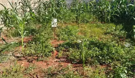 Terreno à venda no Reserva Centenária em Santa Bárbara d'Oeste.