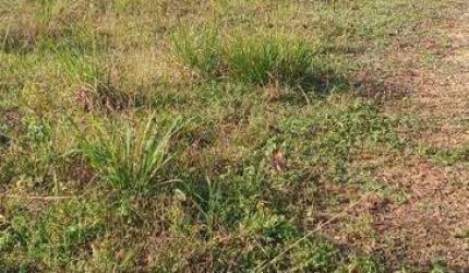 Terreno à venda, 300 m² por R$ 220.000,00 - Nova Cananéia  - Cananéia/SP