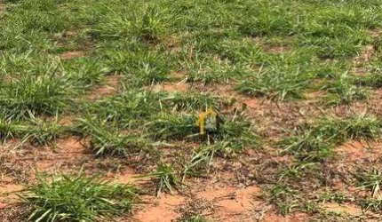 Terreno à venda, 220 m² por R$ 85.000 - Menezes 5 - Bady Bassitt/SP