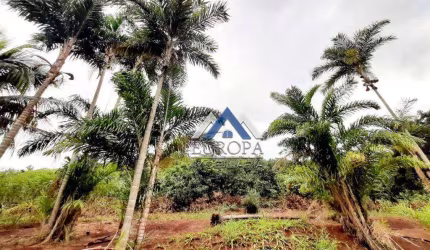 Terreno à venda, 20000 m² por R$ 450.000,00 - Distrito Maravilha - Londrina/PR
