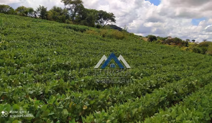 Sítio à venda, 798600 m² por R$ 6.100.000,00 - Rural - Cornélio Procópio/PR