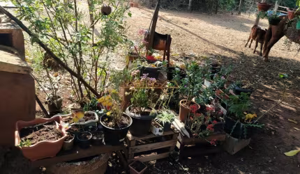 Fazenda Araguari