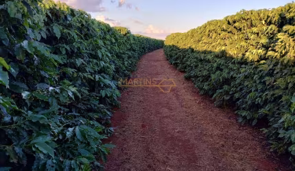 Fazenda à venda no bairro Centro - Araguari/MG