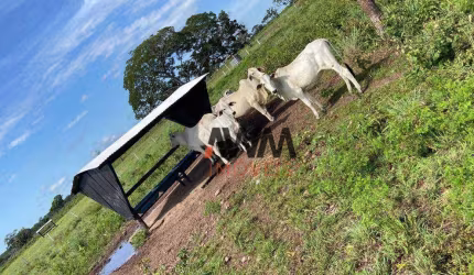 Fazenda à venda, 25180584 m² por R$ 30.000.000,00 - Zona Rural - Conceição do Tocantins/TO