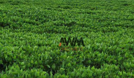 Fazenda à venda, 5130400 m² por R$ 15.000.000,00 - Zona Rural - Silvanópolis/TO