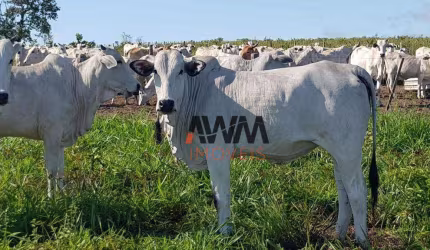 Fazenda à venda, 31500000 m² por R$ 60.000.000,00 - Fazenda - Paranatinga/MT