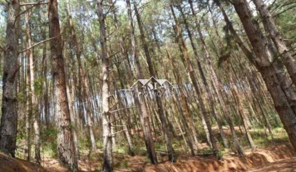 Terreno- Petrópolis, Araras