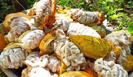 Fazenda à Venda no Sul da Bahia – Potencial e Beleza Natural em um Só Lugar!