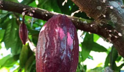 Oportunidade venda de Fazenda de cacau no sul da Bahia, próxima às deslumbrantes Praias.