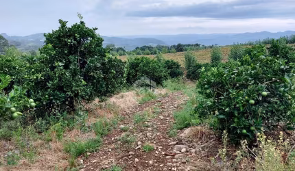 Terra rural 10ha.  No Vale dos vinhedos