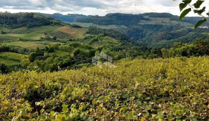 Linda terrra no Vale dos Vinhedos