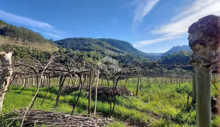Terra em Linha Pederneira