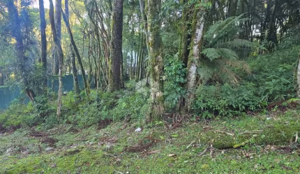 terreno de 995m²  Pinheirro Grosso em Canela