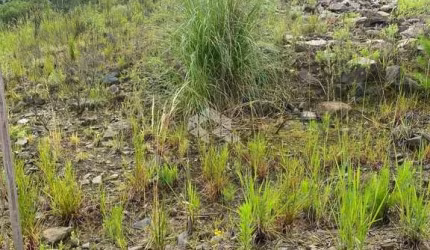 Terreno Loteamento Águas Claras