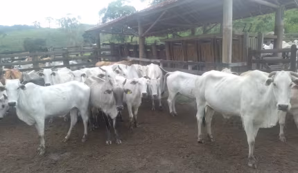 Bela chácara c gado e cavalos bem localizada