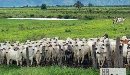 FAZENDA (11.800 Hectares). PORTEIRA FECHADA. PROPRIEDADE PARA MÚLTIPLOS SEGUIMENTOS DE PRODUÇÃO AGROPECUÁRIA