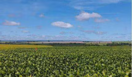 FAZENDA LINDÍSSIMA (350 Alqueires). FAZENDA COM COMPLETA INFRAESTRUTURA PARA O SEU AGRONEGÓCIO