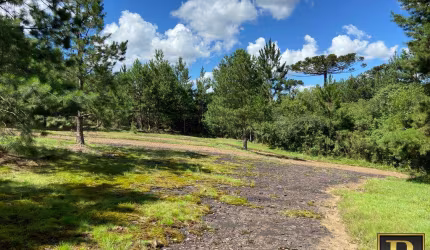 Chácara para Venda em Turvo
