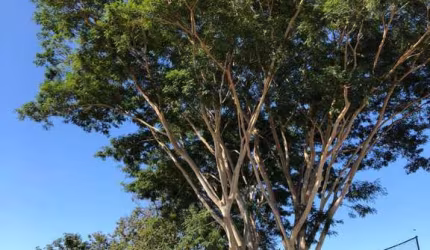 Terreno plano bem localizado no bairro Mário Dedini