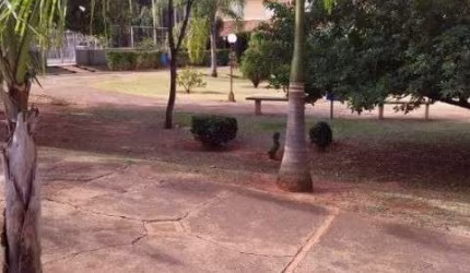 casa a venda, zona norte, condominio fechado, 02 dorm, sala, coz, area de serviço, quintal, Rio Preto, financia, condominio com área de lazer, portari