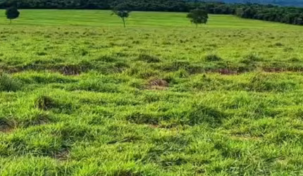 Fazenda Primavera no Município de Itajá. GO