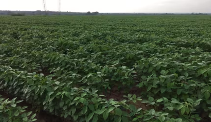 Excelente fazenda  em Tarobá (Riachão - MA)