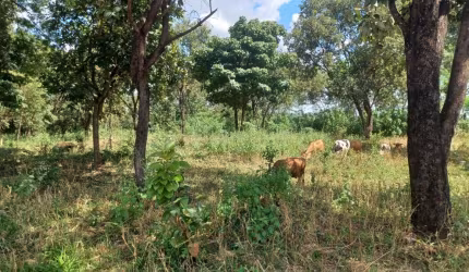 Lote Aeroporto Sul Aparecida de Goiânia