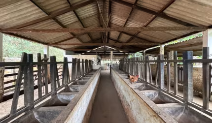 Fazenda de Luxo à Venda em Torreões-MG: 3 Quartos, 1 Suíte, 2 Salas, 4 Banheiros e 90 hectare de Área