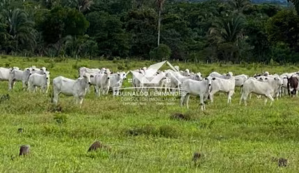 Fazenda pecuária 174 Hectares porteira fechada em MT