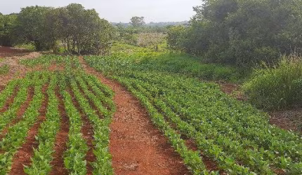 Chácara / sítio à venda na Estrada José Gregório, Enxovia, Tatuí por R$ 350.000
