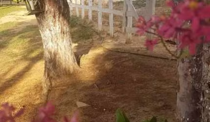 Chácara / sítio com 2 quartos à venda na Vicinal, 1020, Centro, Riversul por R$ 480.000