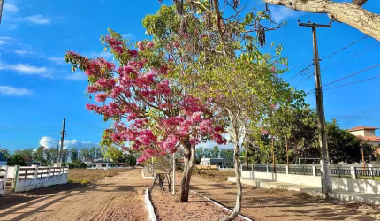 Conheça o Greenville e se Apaixone!