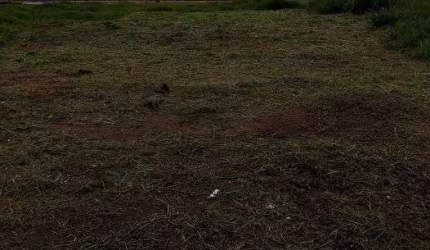 Terreno à venda, 150 m² por R$ 105.000 - Vila Areao - Taubaté/SP