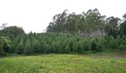 Terreno SANTA MARIA (BENEDITO NOVO) - SC