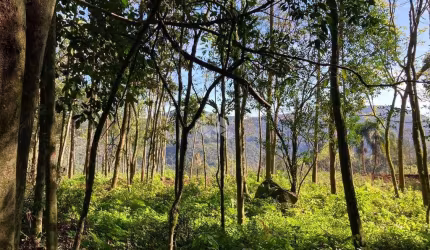 Área de terras com 23.191,73 m2 em constante valorização na serra gaúcha
