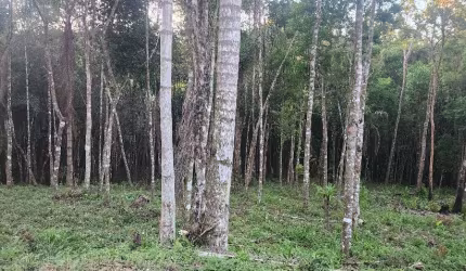 Belíssima Área na Roseria